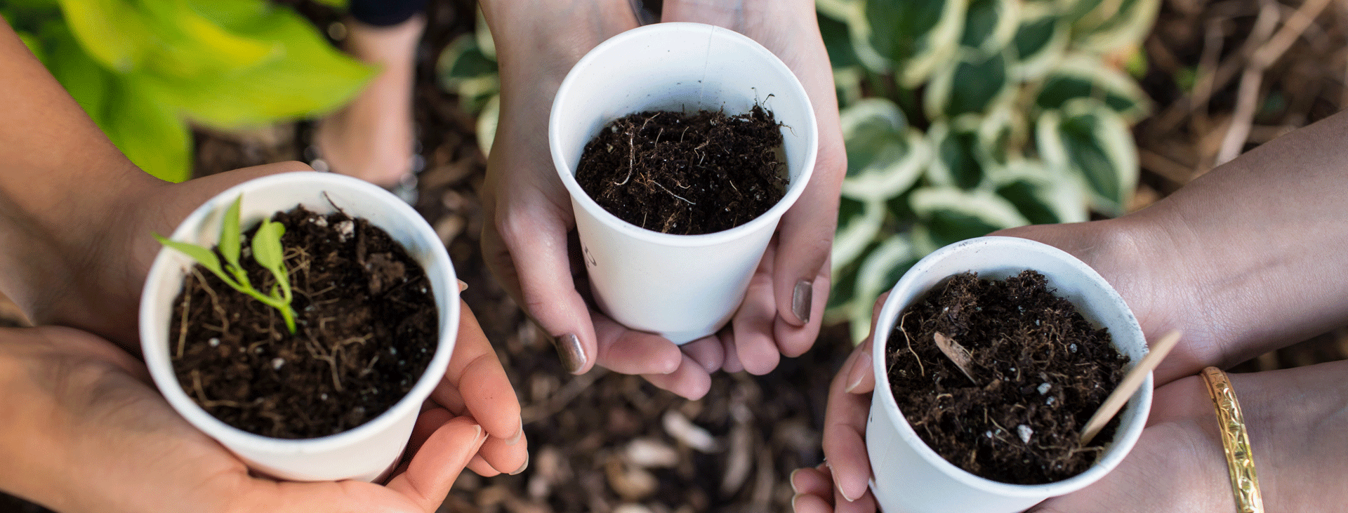 Three pairs of hands holding new plantings in styrofoam cups