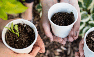 3 styrofoam cups with dirt and seedlings