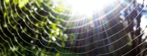 Spider web in the sunlight