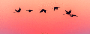 Siloette of geese flying across a red sky