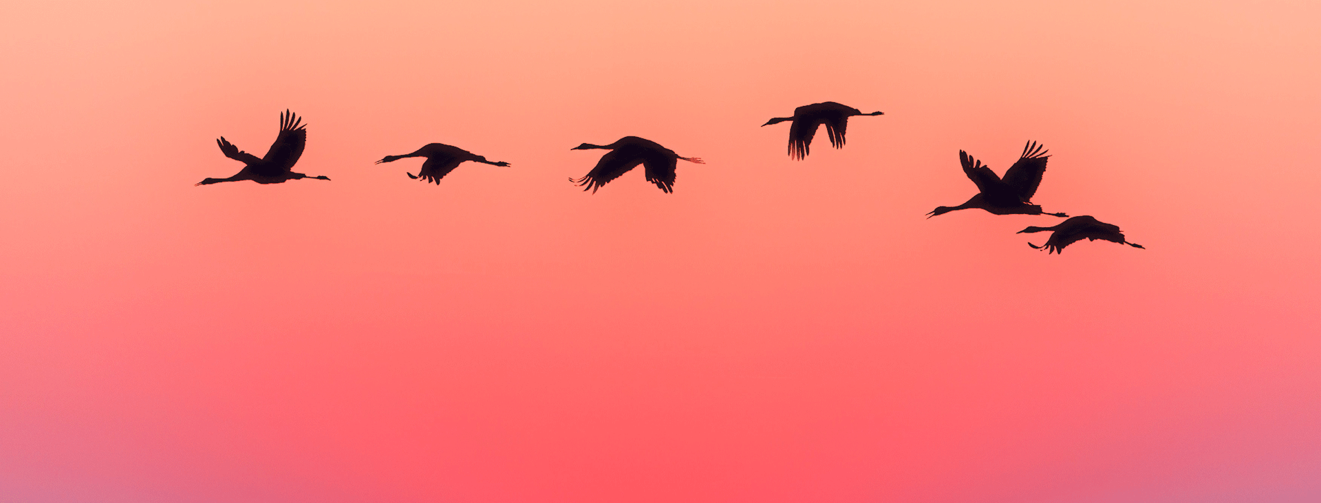 Siloette of geese flying across a red sky