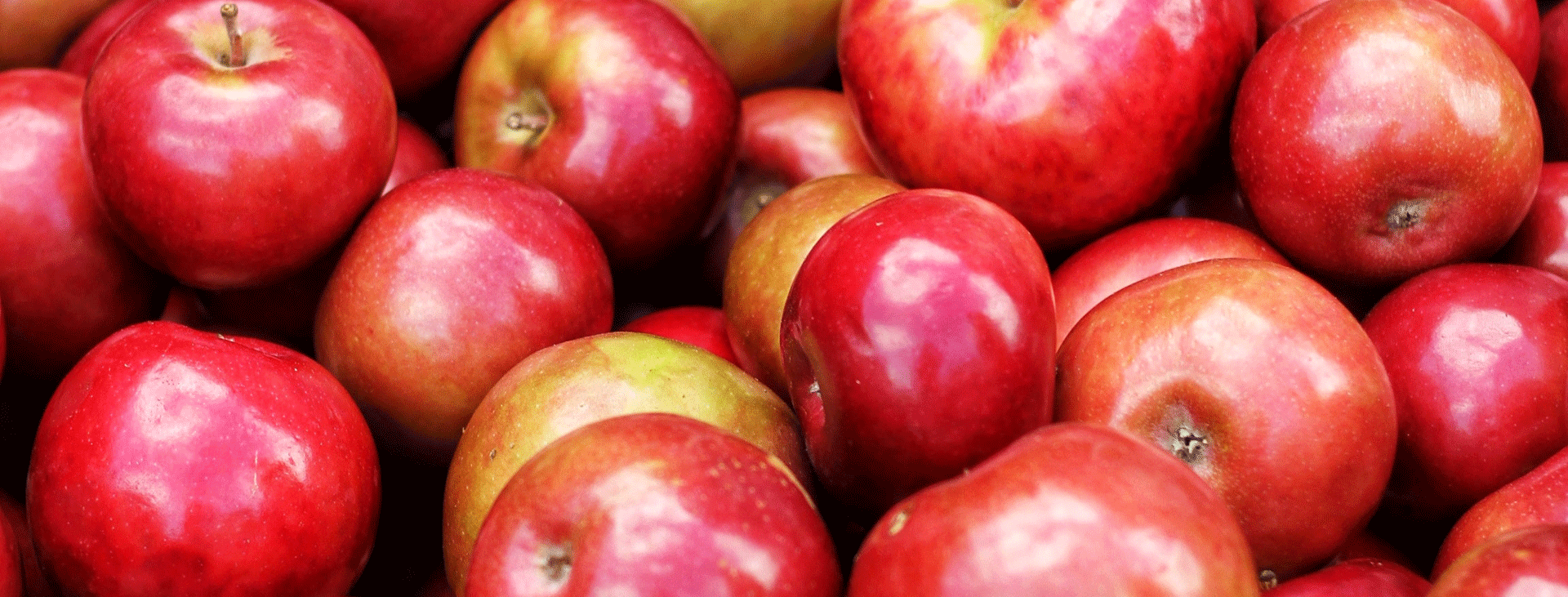 A pile of macintosh apples