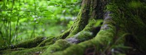 Tree trunk covered in moss and surrounded by serene foliage