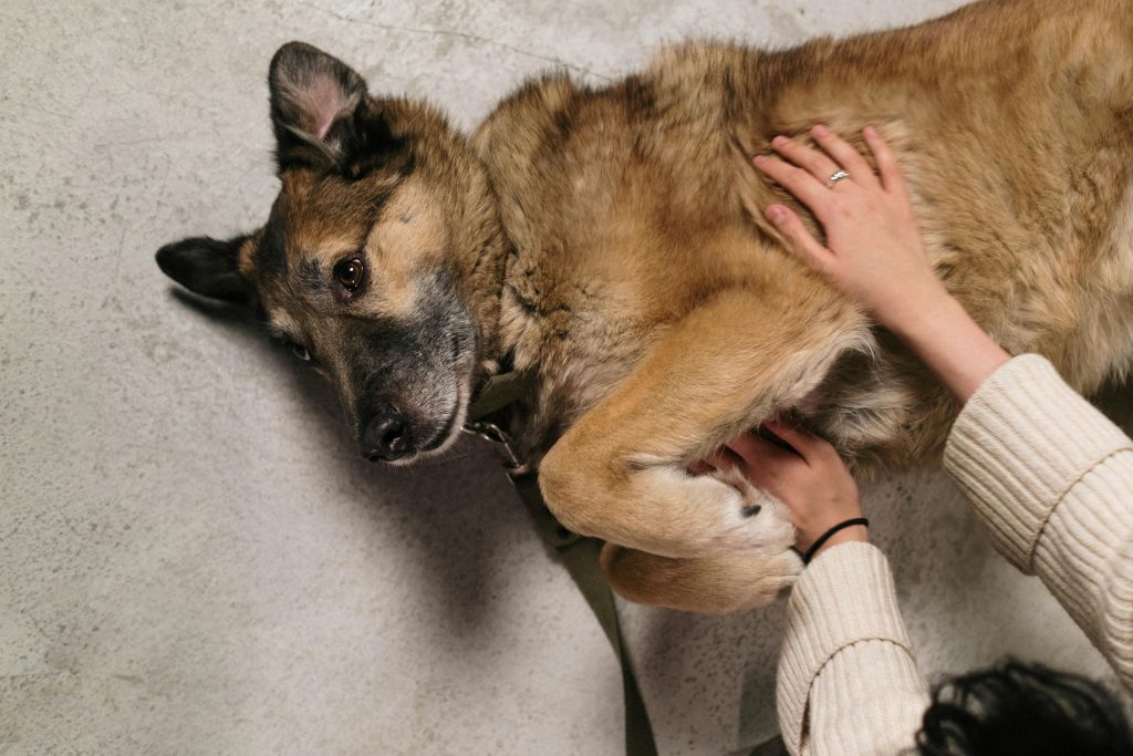 Dog lying on the ground being pet by a person. 