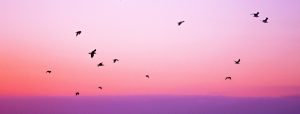 Birds flying over pink sky, purple clouds